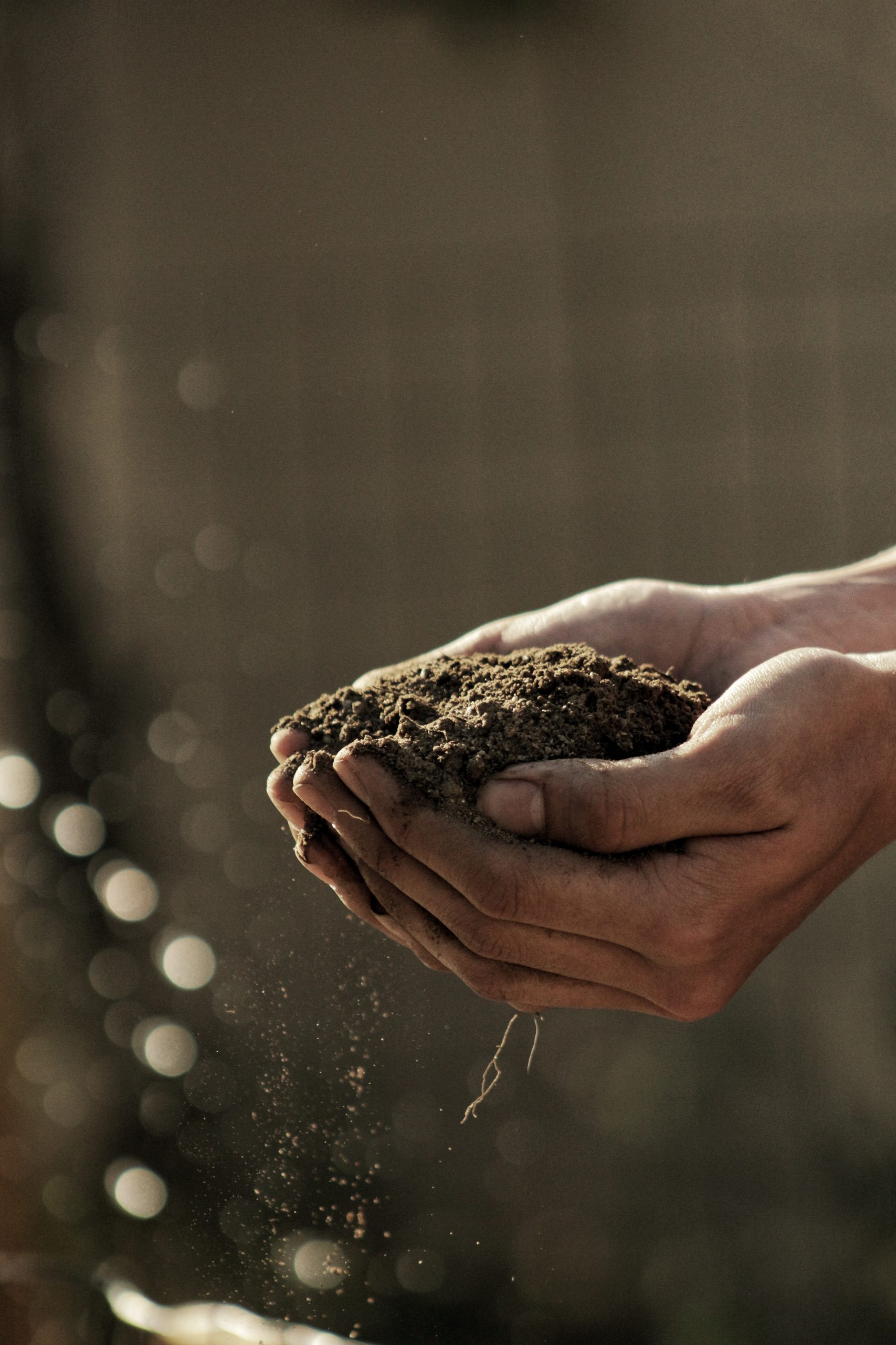 a person is holding a pile of dirt in their hands .