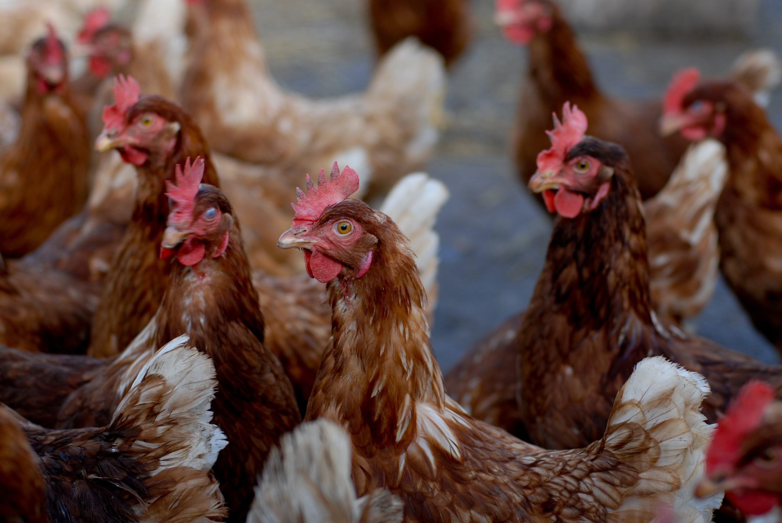 a herd of brown and white chickens standing next to each other